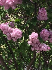 Syringa vulgaris