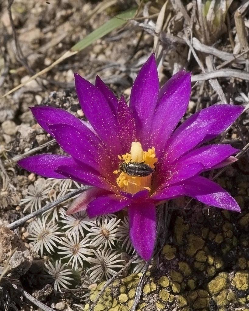 Mammillaria hernandezii, Oaxaca, MX