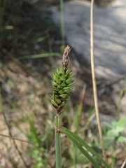 Carex flacca