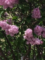 Syringa vulgaris