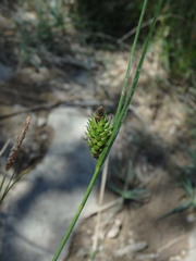 Carex flacca