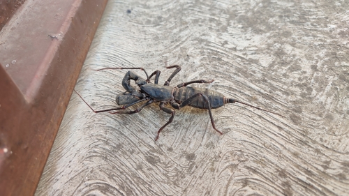Giant Vinegaroon photo 3