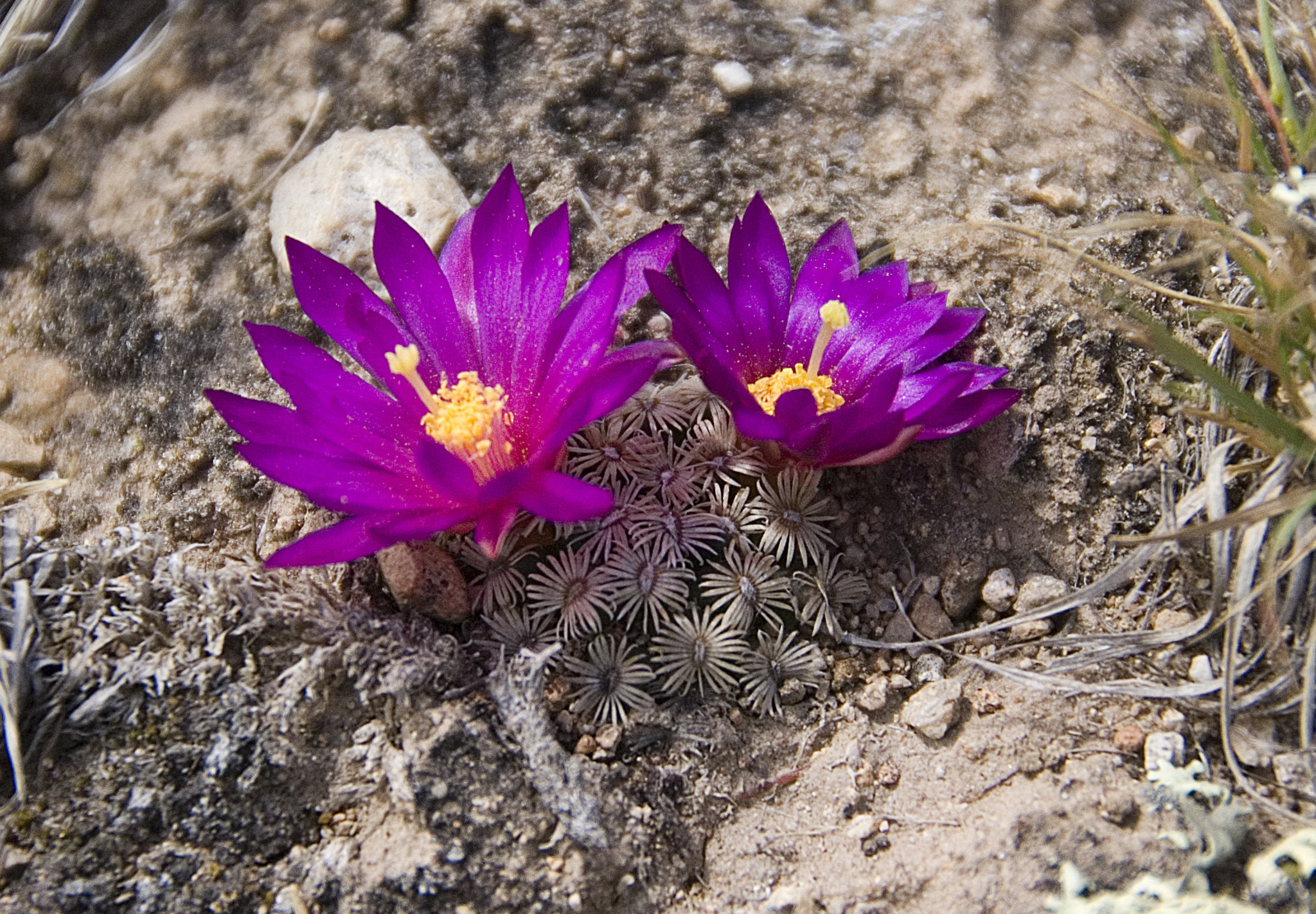 Mammillaria hernandezii