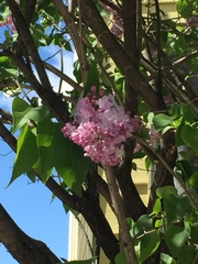 Syringa vulgaris