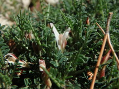 Astragalus balearicus