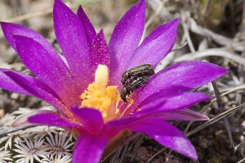 Mammillaria hernandezii