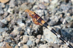 Paragomphus sinaiticus