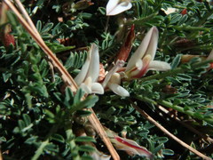 Astragalus balearicus