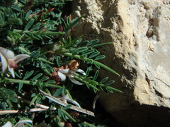 Astragalus balearicus