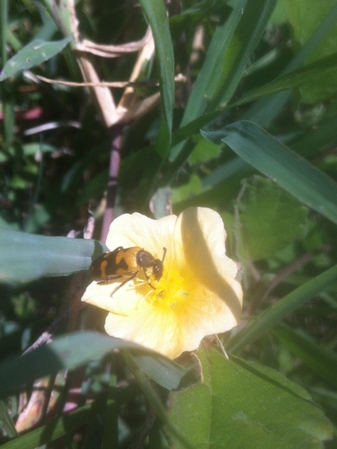 Ceroctis madibirensis · iNaturalist
