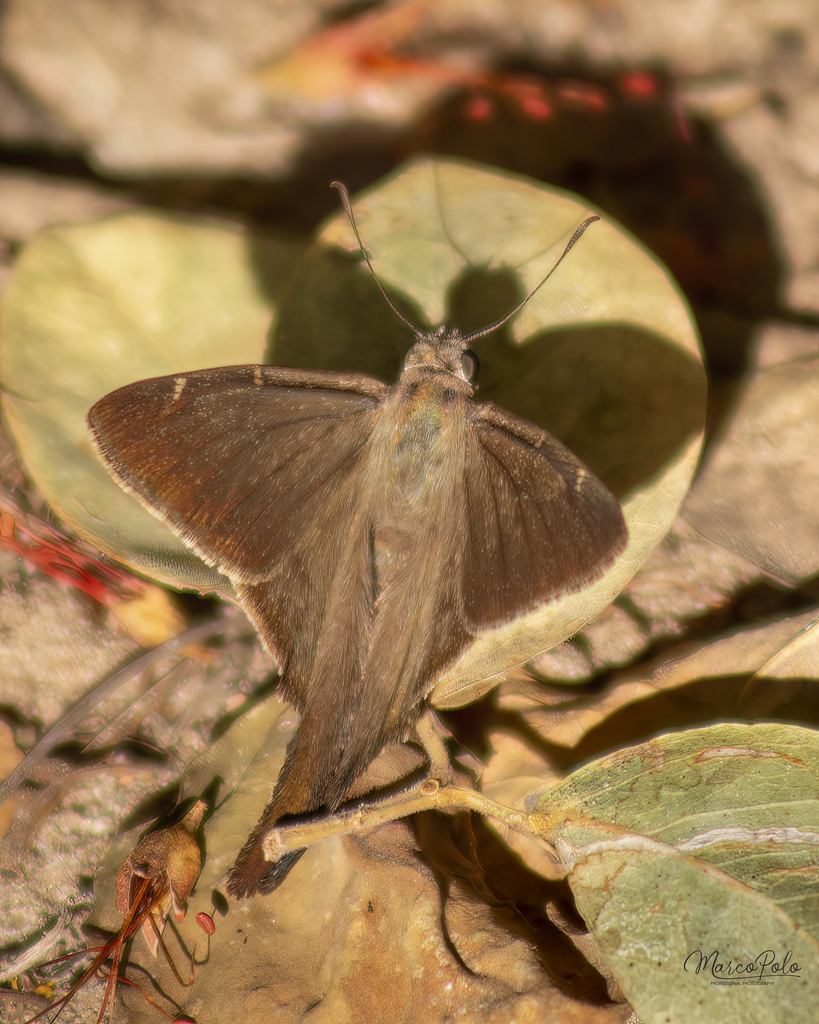 Brown Longtail from Culiacán, Sin., México on April 5, 2024 at 09:45 AM ...