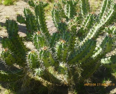 Myrtillocactus cochal