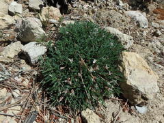 Astragalus balearicus