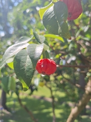 Eugenia uniflora image