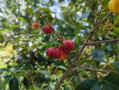 Eugenia uniflora image