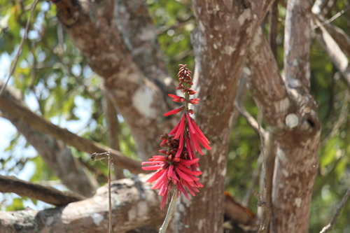Flame coral tree (Erythrina americana)