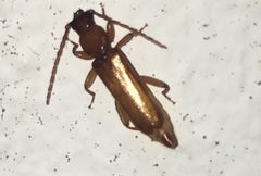 Smodicum clancularium