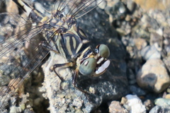 Paragomphus sinaiticus