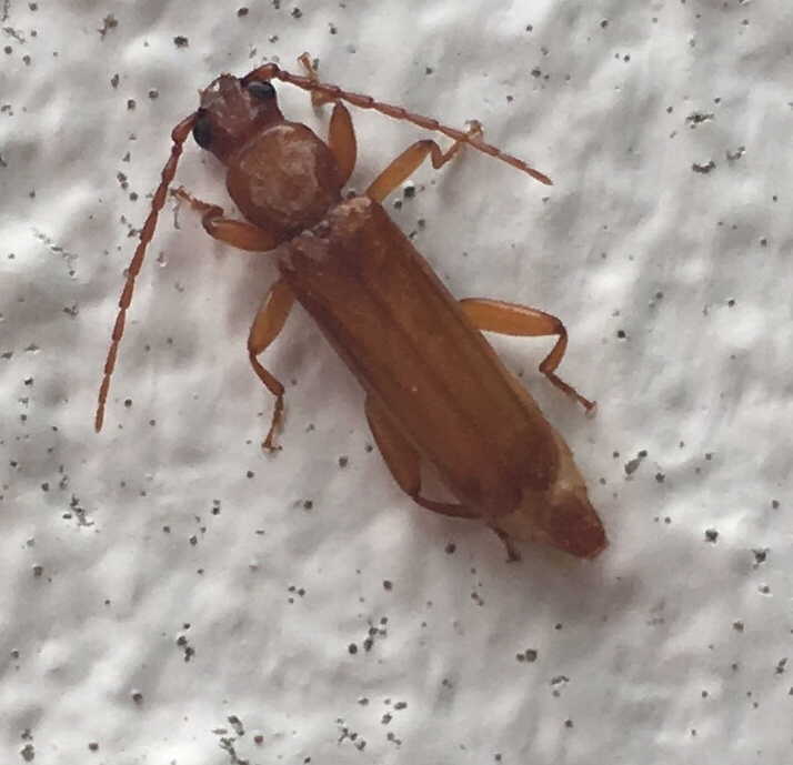 Smodicum clancularium