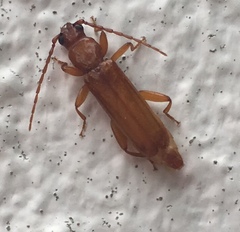 Smodicum clancularium