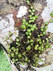 Peperomia rotundifolia