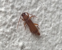 Smodicum clancularium