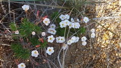 Oxalis tenuifolia