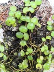 Peperomia rotundifolia