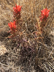 Castilleja integra