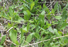 Grindelia ciliata