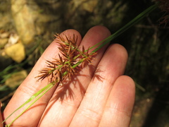 Rhynchospora corymbosa