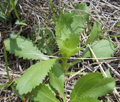 Grindelia ciliata