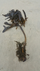 Eisenia arborea