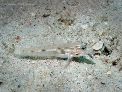 Sand Goby photo 2