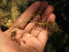 Rhynchospora corymbosa