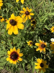 Rudbeckia