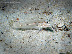 Sand Goby photo 5