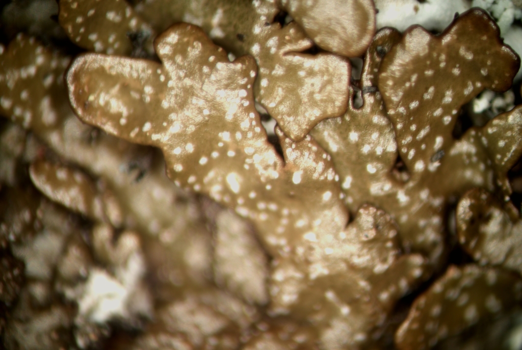 Montanelia secwepemc