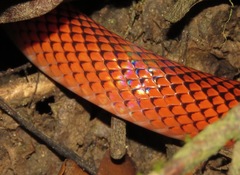 Oxyrhopus melanogenys