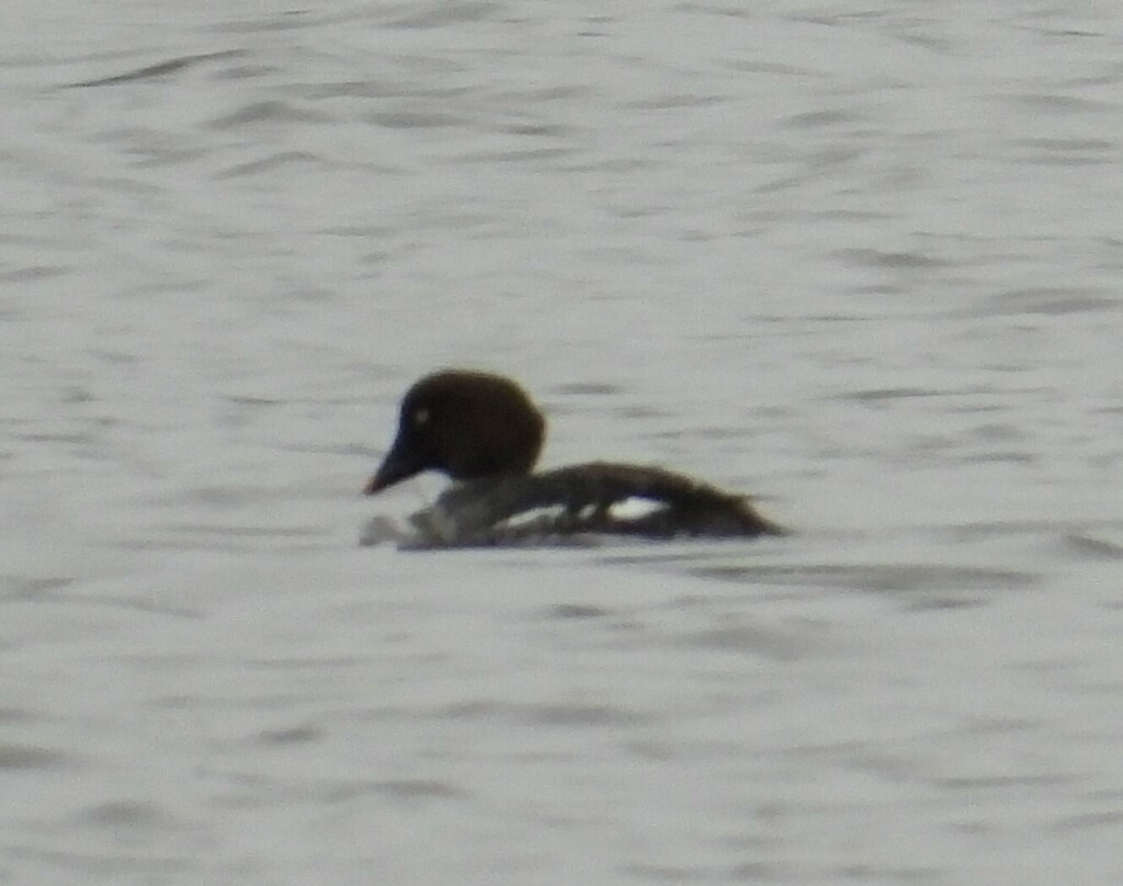 Common Goldeneye from Великий Новгород, Новгородская обл., Россия on ...