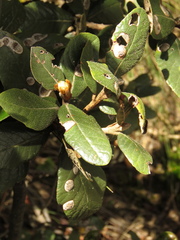 Clethra fimbriata