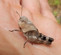 Arphia simplex