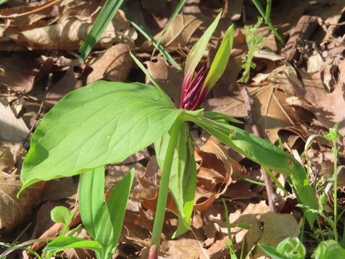 Image of Trillium viridescens by (c) Ken Clark, some rights reserved (CC BY)