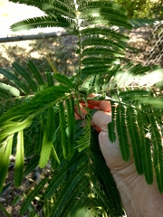 Leucaena pulverulenta
