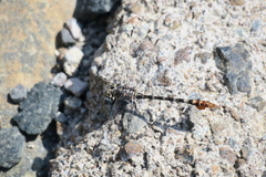 Paragomphus sinaiticus