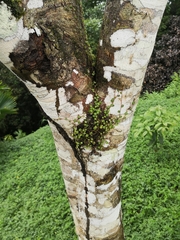 Peperomia rotundifolia