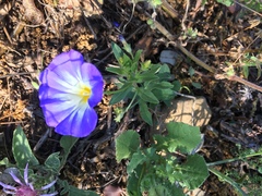 Convolvulus tricolor