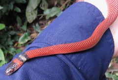 Oxyrhopus melanogenys