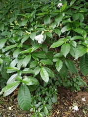 Tabernaemontana litoralis