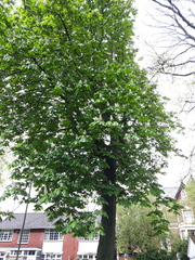 Aesculus hippocastanum
